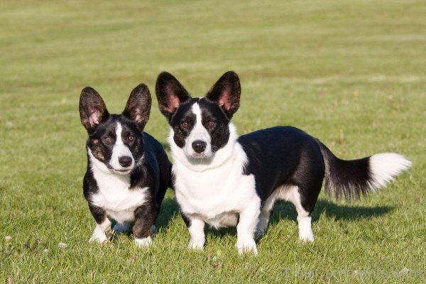 Black Cardigan Welsh Corgi Dogs-ADB03244DCDC46