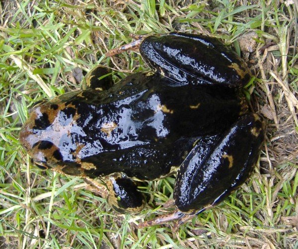 Black Frog