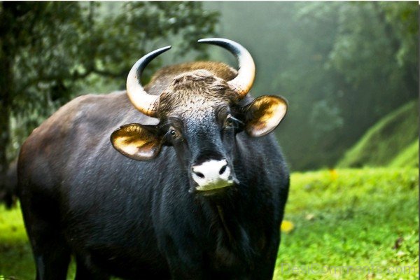 Black Gaur-pkjmlk2307