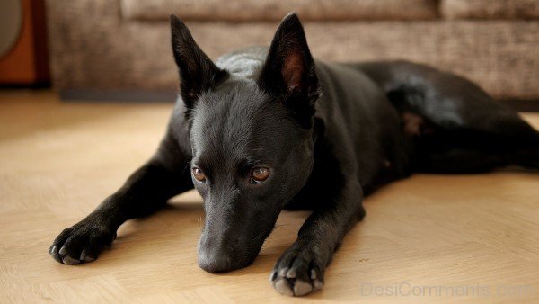 Black Kelpie Cattle Dog-ADB65DB38DC0DC38