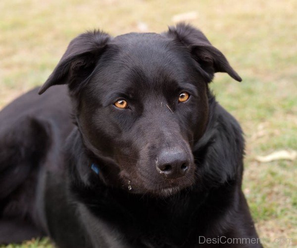 Black Kelpie Dog-ADB65DB14DC0DC12