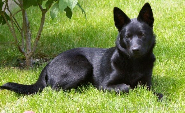 Black Kelpie Dog Image-ADB65DB34DC0DC34