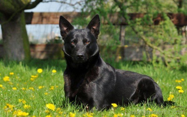 Black Kelpie Dog On Grass-ADB65DB23DC0DC23