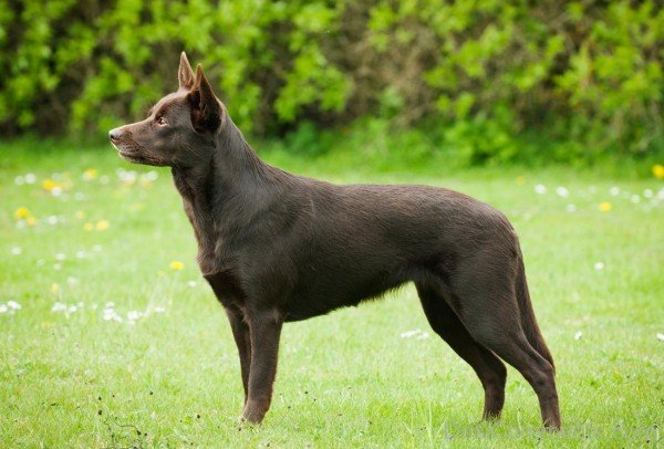 Black Kelpie Farmer Dog-ADB65DB24DC0DC24