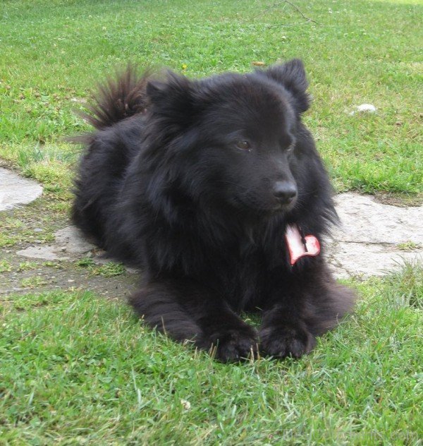 Black Norwegian Elkhound Dog-A0DB21DC74121