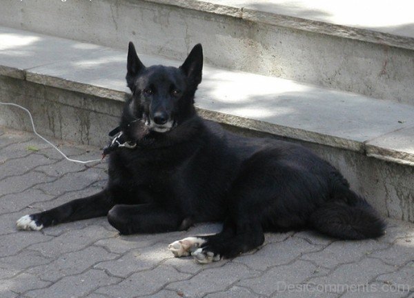 Black Norwegian Elkhound Dog Breed-A0DB23DC74123