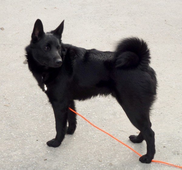 Black Norwegian Elkhound Dog Image-A0DB29DC74129