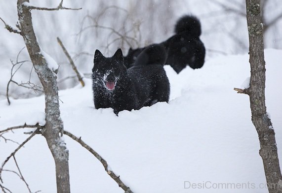 Black Norwegian Elkhound Dogs