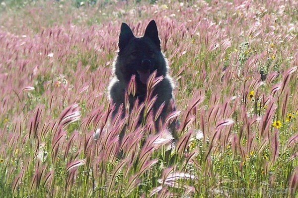Black Norwegian Elkhound In Field-A0DB20DC74120