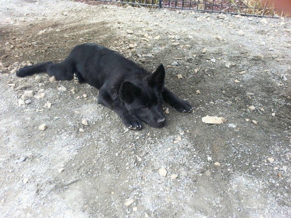 Black Norwegian Elkhound On Sand-A0DB30DC74130