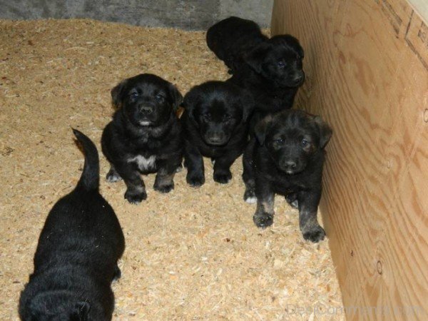 Black Norwegian Elkhound Puppies-A0DB22DC74122