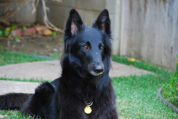 Black Sitting Belgian Shepherd Dog-ADB00221DC00DC21