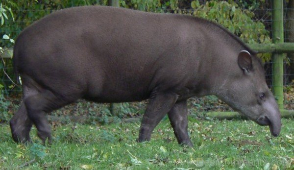 Black Tapir-db707