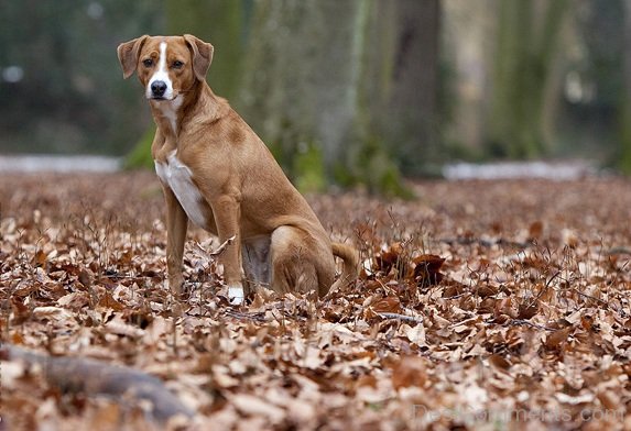 Blown Austrian Pinscher Dog