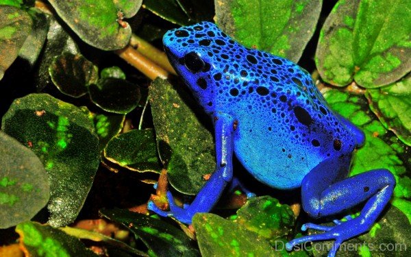 Blue Frog