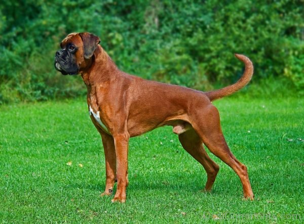 Boxer Dog-DC010