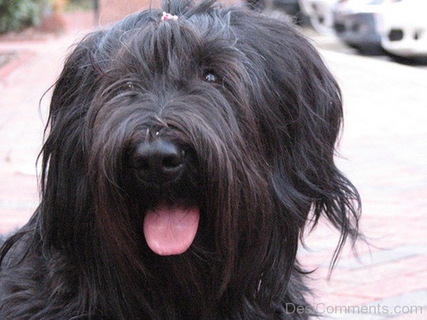 Briard Closeup-id007