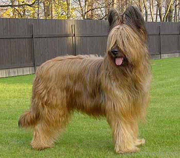 Briard Dog Breed Image-id008