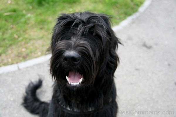 Briard Dog Breed-id001