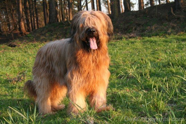 Briard Dog In Forest-id009