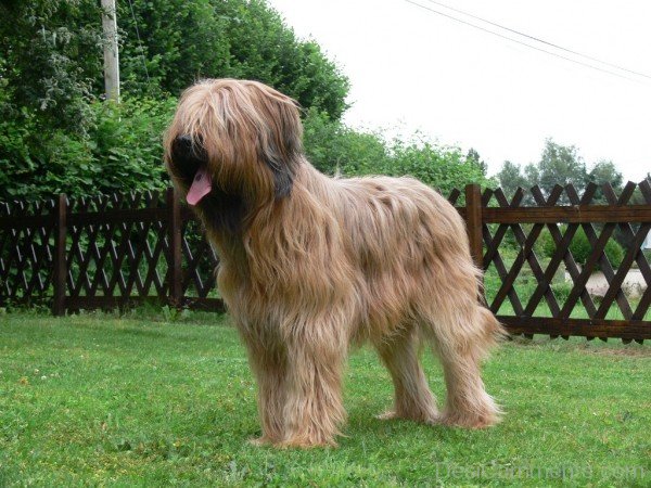 Briard Dog In Park-id010