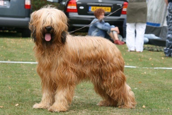 Briard Dog Photo-id011