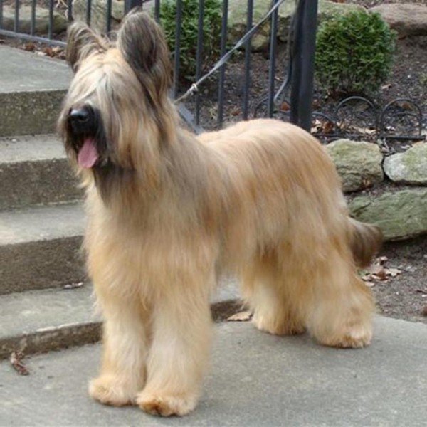 Briard Dog Picture-id012