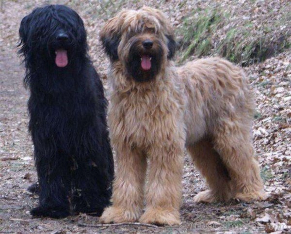 Briard Dogs Image