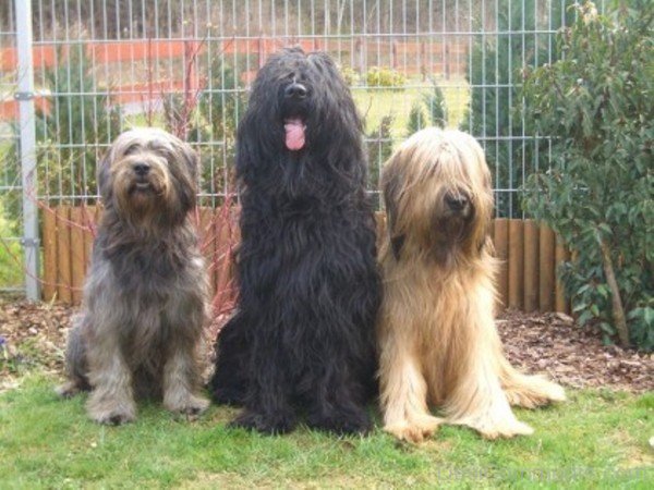 Briard Dogs Picture