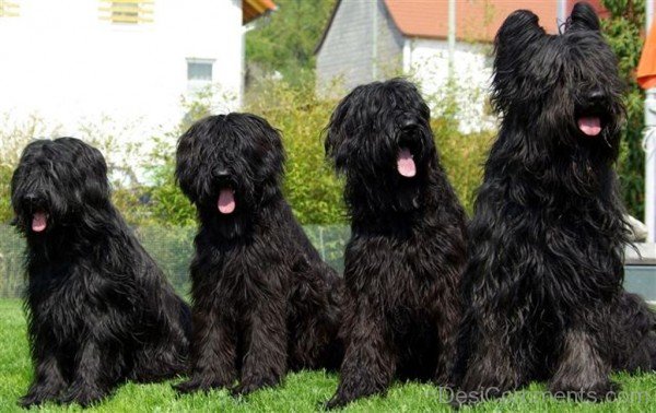 Briard Dogs