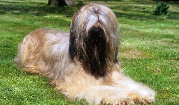 Briard In Garden-id017