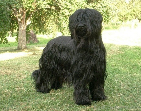 Briard Long Hair Dog Breed-id019