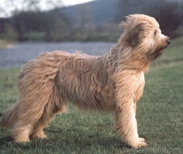 Briard Near Lake-id020