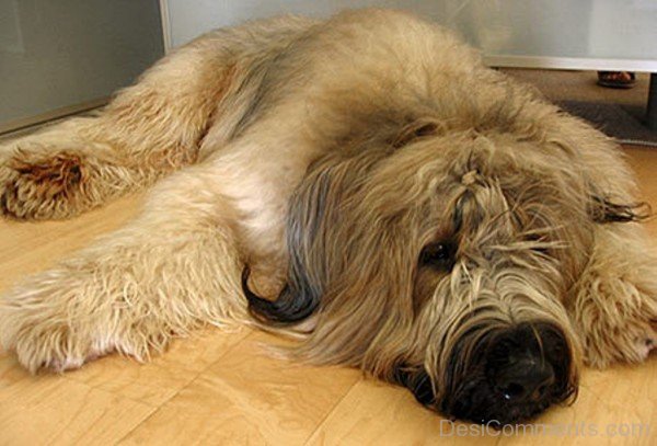 Briard On Floor-id021