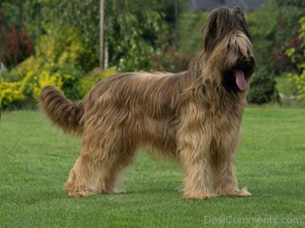 Briard On Grass-id022