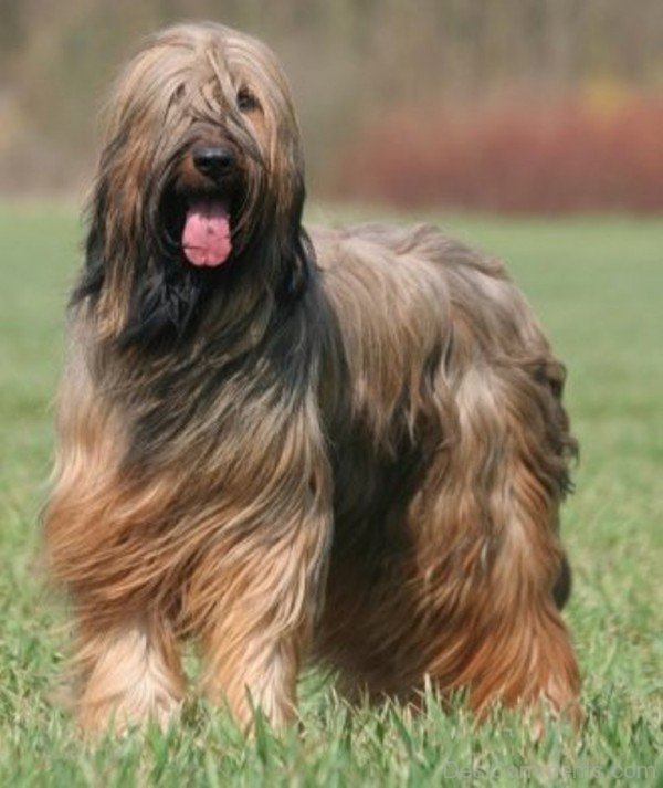 Briard -id023