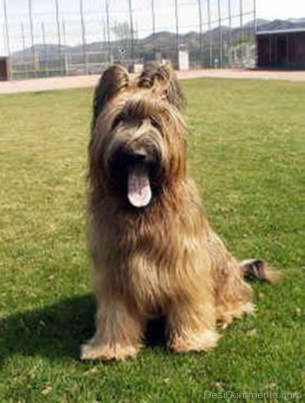 Briard Photo-id027