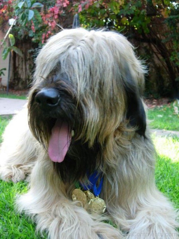 Briard Picture-id028