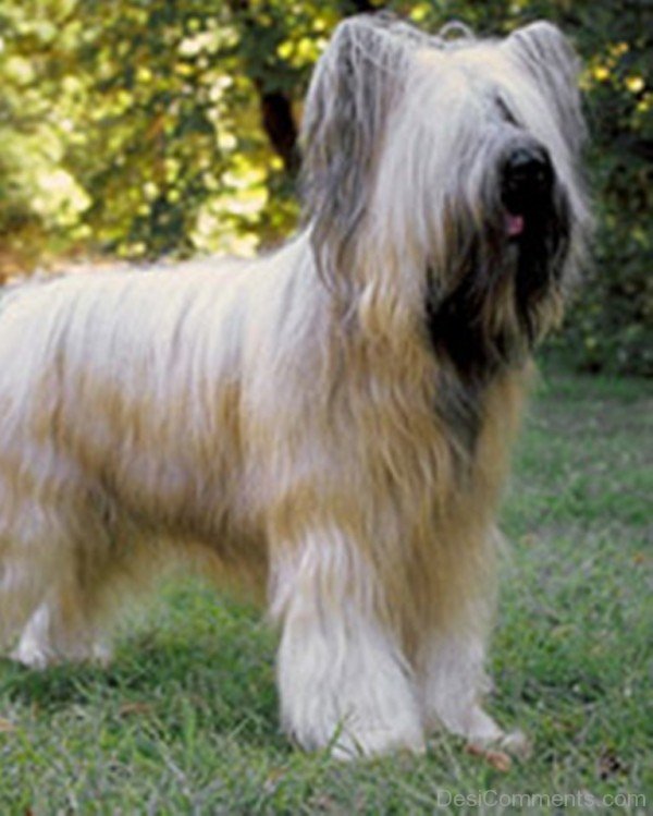 Briard Puppy Photo-id031