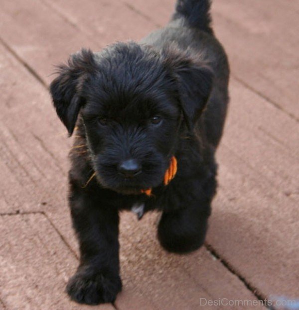 Briard Puppy-id032