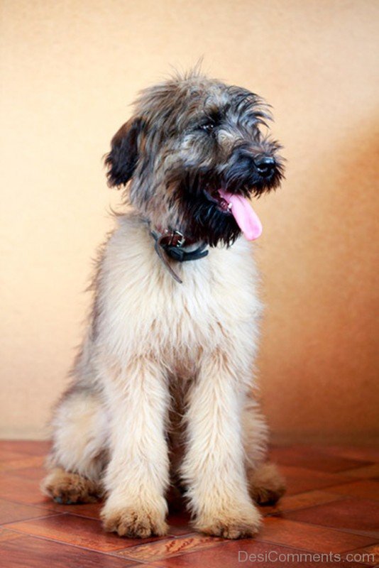 Briard Sit On Floor-id033