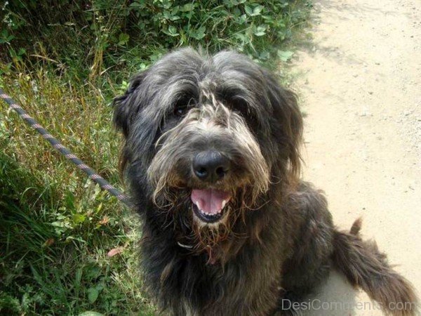 Briard Sit On Road-id034