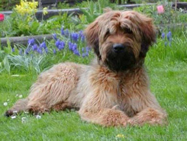 Briard Sitting In Gardan-id035