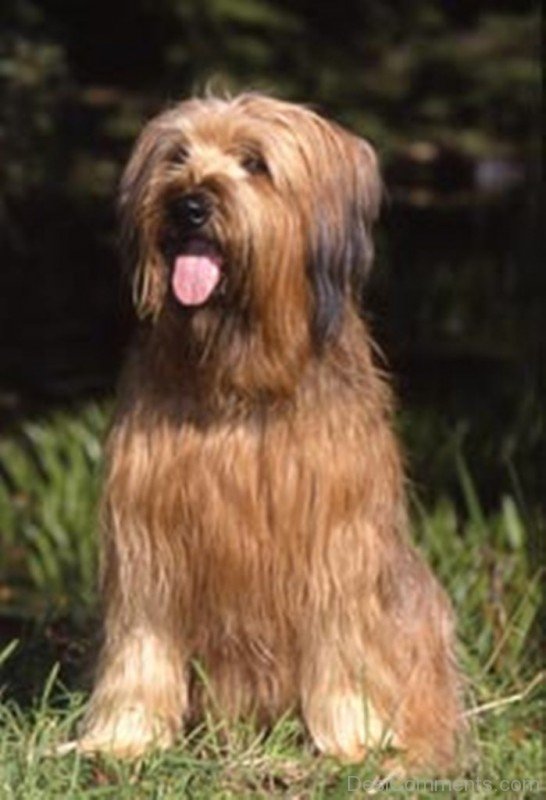 Briard Sitting-id036