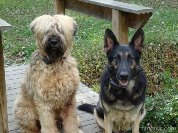 Briard With Dog-id037