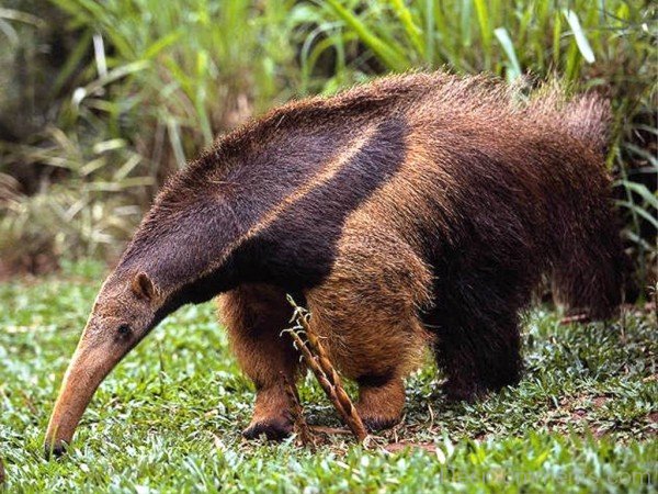 Brown Anteater-DCanimanls025