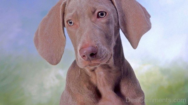 Brown Ariege Pointer Puppy