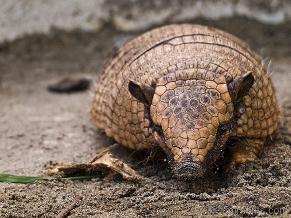 Brown Armadillo In Mud-db035