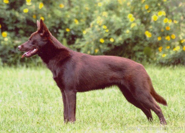 Brown Australian Kelpie-ADB65DB17DC0DC17