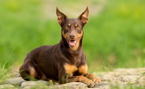 Brown Australian Kelpie Dog On Rock-ADB65DB40DC0DC40